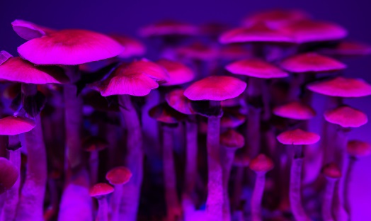 Psilocybin, depression and a new era of treatment