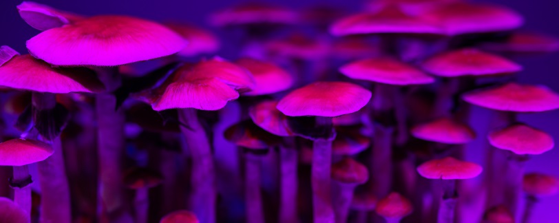 Psilocybin found to 'repair' neural connections in mammalian brain